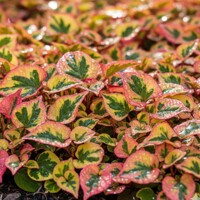 Hutónia malolistá 'Flame' (Houttuynia) | Maxgarden.sk