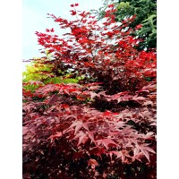 Acer palmatum 'Fireglow': Japonský javor so žiarivým červeným lístím
