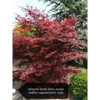 Acer palmatum 'Fireglow': Japonský javor so žiarivým červeným lístím