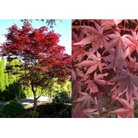 Acer palmatum 'Fireglow': Japonský javor so žiarivým červeným lístím