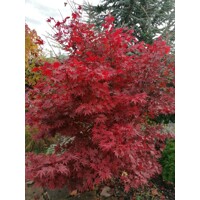 Acer palmatum 'Fireglow': Japonský javor so žiarivým červeným lístím