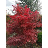 Acer palmatum 'Fireglow': Japonský javor so žiarivým červeným lístím