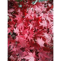 Acer palmatum 'Fireglow': Japonský javor so žiarivým červeným lístím