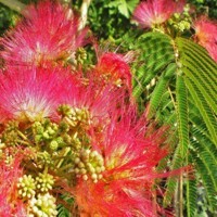 Albízia hodvábny strom (Albizia julibrissin) na kmeni 