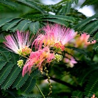 Albízia hodvábny strom ´Boubri´ (Ombrella) na kmeni