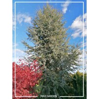 Céder atlantský 'Glauca' – Majestátny strieborno-modrý ihličnan