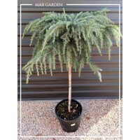 Céder himalájsky ´Feelin Blue´ na kmeni – Modrý previsnutý klenot