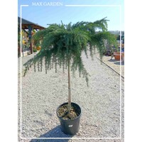 Céder himalájsky ´Feelin Blue´ na kmeni – Modrý previsnutý klenot