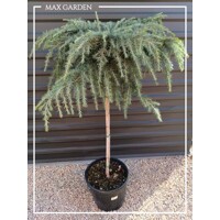 Céder himalájsky ´Feelin Blue´ na kmeni – Modrý previsnutý klenot