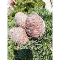 Céder himalájsky 'Pendula' – Elegantný previsnutý ihličnan