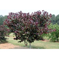 Judášovec kanadský ´Merlot´ – Fascinujúci strom s vínovočervenými listami