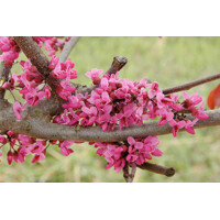 Judášovec kanadský ´Merlot´ – Fascinujúci strom s vínovočervenými listami