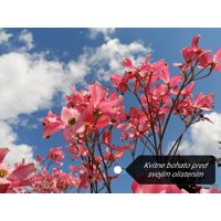 Drieň kvetnatý ´Rubra´ – Očarujúci strom s ružovými kvetmi