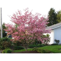 Drieň kvetnatý ´Rubra´ – Očarujúci strom s ružovými kvetmi