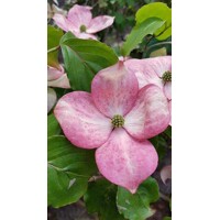 Drieň kvetnatý ´Rubra´ – Očarujúci strom s ružovými kvetmi