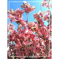 Drieň kvetnatý ´Rubra´ – Očarujúci strom s ružovými kvetmi