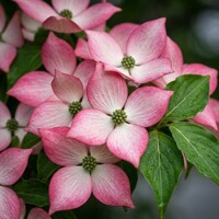Drieň kousa 'Stellar Pink' – Elegantný strom s ružovými kvetmi