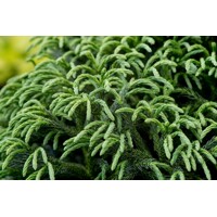 Kryptoméria japonská ´Little Champion´ BONSAI (190/210 cm) – Exkluzívny solitér