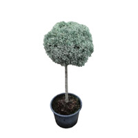 Cyprus arizónsky ´Fastigiata´ na kmeni – Strieborná guľa na kmienku