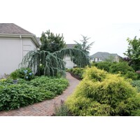 Céder atlantský 'Glauca Pendula' – Modrosivý previsnutý unikát