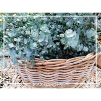 Eukalyptus gunniho – Strieborno-modrý voňavý stromček