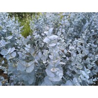 Eukalyptus gunniho ´Silverana´ – Kompaktný strieborný ker s vôňou