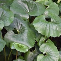 Farfugium japonicum – Exotická tieňomilná trvalka s lesklými listami