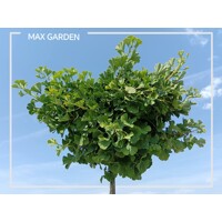 Ginko dvojlaločné ´Mariken´ na kmeni – Okrasný guľovitý stromček
