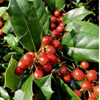 Cezmína ´Nellie R. Stevens´ (krík) – Stálozelený ker s červenými plodmi