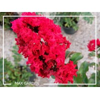 Myrta krepová - Lagerstroemia indica ´DYNAMITE´ - na 1/2 kmeni (stromček)