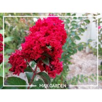 Myrta krepová - Lagerstroemia indica ´DYNAMITE´ - na 1/2 kmeni (stromček)