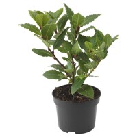 Vavrín pravý (Bobkový list) – aromatický ker a korenie