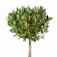 Vavrín pravý (Bobkový list) – aromatický ker a korenie