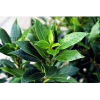 Vavrín pravý (Bobkový list) – aromatický ker a korenie