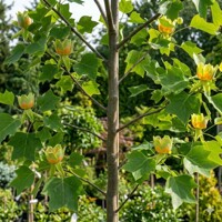 Ľaliovník tulipánokvetý ´Edward Gursztyn´ na kmeni – Guľovitá koruna