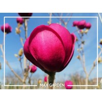 Magnólia ´Black Tulip´ na kmeni – Najtmavšie tulipánové kvety