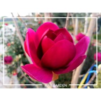 Magnólia ´Black Tulip´ na kmeni – Najtmavšie tulipánové kvety