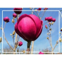 Magnólia ´Black Tulip´ na kmeni – Najtmavšie tulipánové kvety