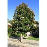 Magnólia veľkokvetá ´Ferruginea´ – Vždyzelená s medeným listom