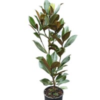 Magnólia veľkokvetá ´Ferruginea´ – Vždyzelená s medeným listom