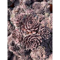 Skalná ruža - Sempervivum - sp. 17