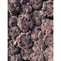 Skalná ruža - Sempervivum - sp. 17