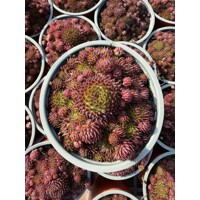 Skalná ruža - Sempervivum - sp. 17