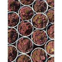 Skalná ruža - Sempervivum - sp. 17