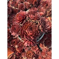 Skalná ruža - Sempervivum - sp. 17