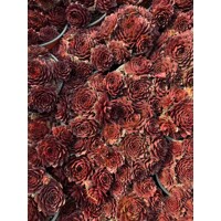 Skalná ruža - Sempervivum - sp. 17