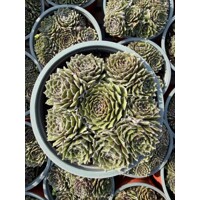 Skalná ruža - Sempervivum - sp. 17