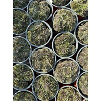 Skalná ruža - Sempervivum - sp. 17