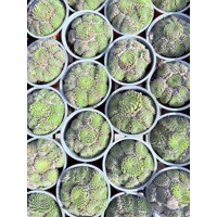 Skalná ruža - Sempervivum - sp. 17