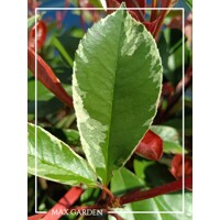 Fotínia ´Pink Marble´ na špirálovom kmeni – Umelecký solitér